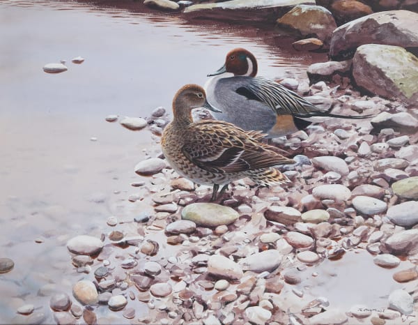 Pintail on pebbles