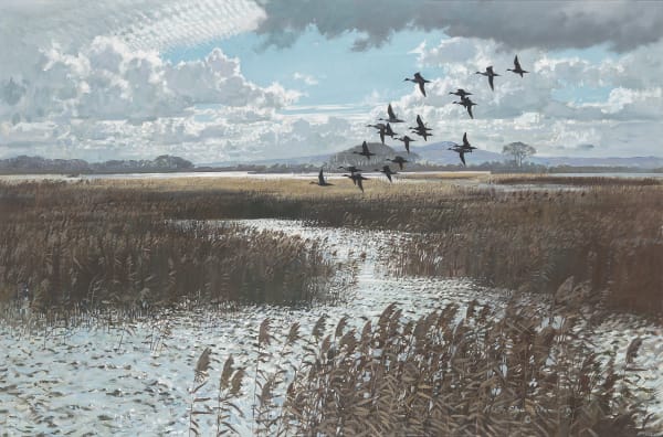 Pintails over the marsh