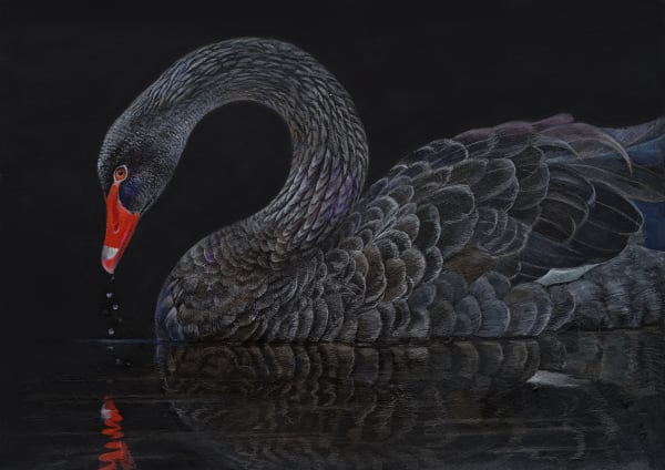 Emma Faull , Black Swan I