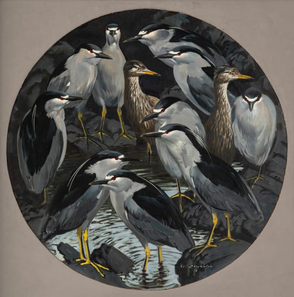 Night Herons in the tide pools: Carcass Island, Falklands