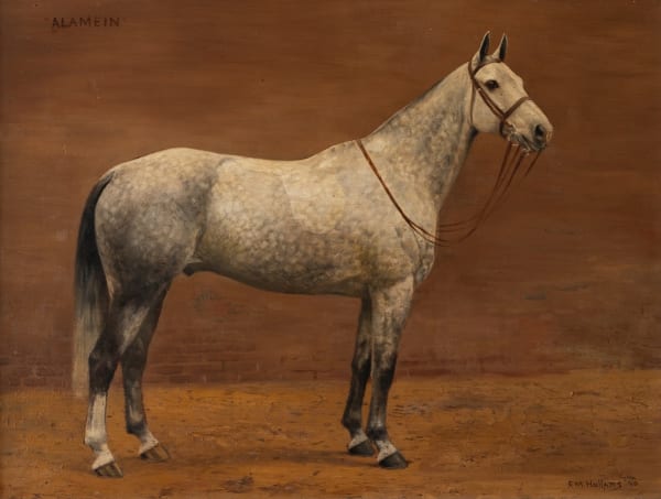 Portrait of a dappled grey horse - Alamein, 1950