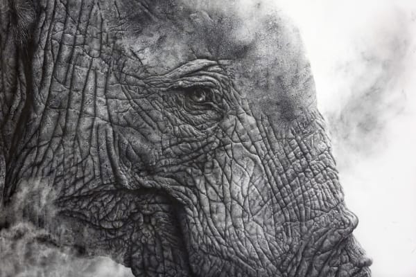 Africa Wildlife Art