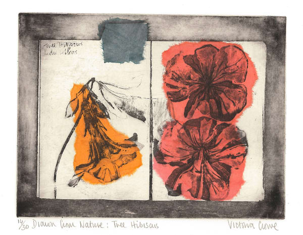 Victoria Crowe RSA, Drawn from Nature, Tree Hibiscus