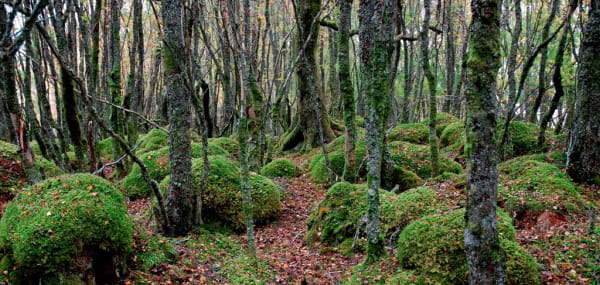 Alexander and Susan Maris, Refugium (detail)
