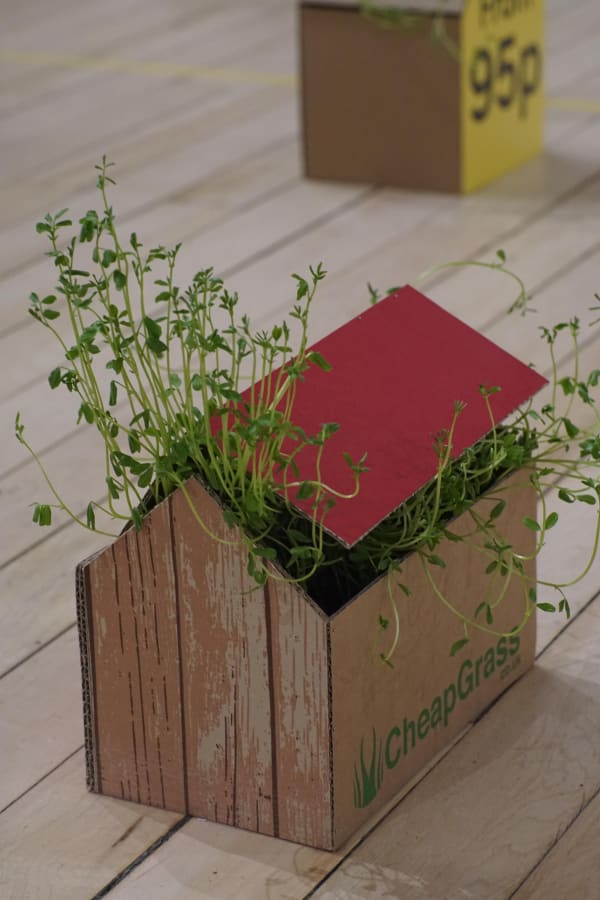 Valentina Lobos, Seed Capital, recycled plastic pots, cardboard and seeds (Lens Culinaris), 250 x 250 x 250 cm