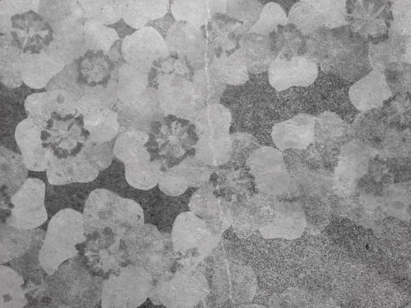 Mary Bourne RSA, Roses (detail)