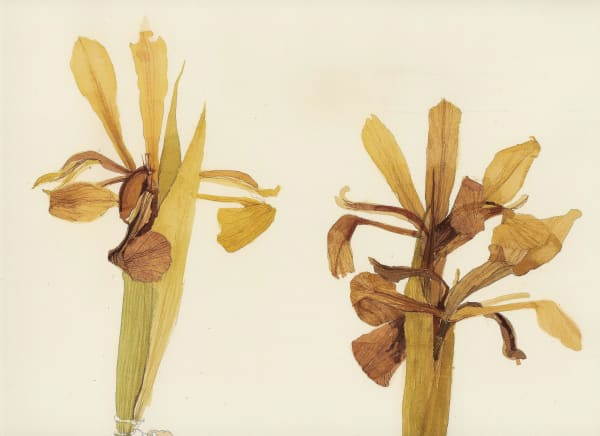 Victoria Crowe RSA OBE Plant Memory