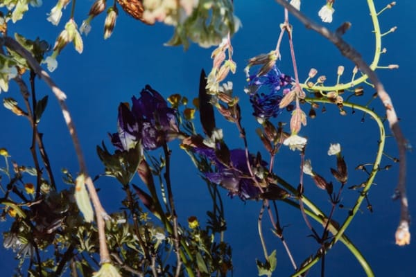 Manuela Marques, Lacis 3, 2018