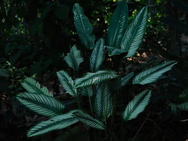 Márcio Vilela, Superflora XIV, 2024