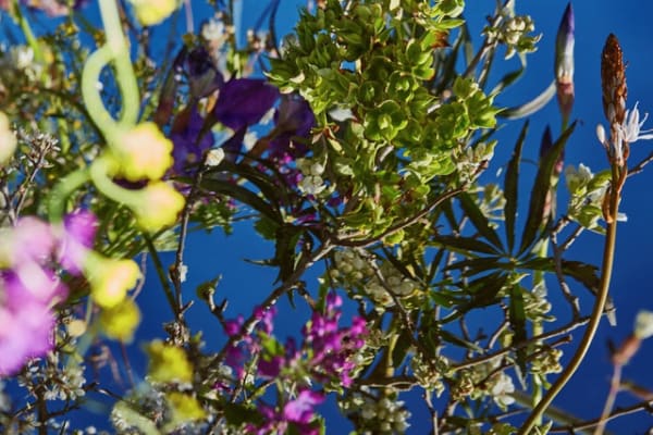 Manuela Marques, Lacis 7