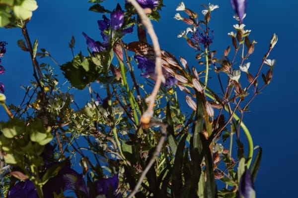 Manuela Marques, Lacis 5, 2018