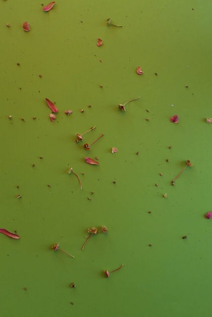 Manuela Marques, Graines 3, 2017