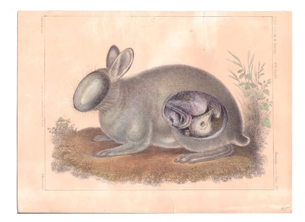 DANIEL HOROWITZ - ORYCTOLAGUS CUNICULUS VAR. PULLIFORMIS- 2016 - AQUARELLE, COLLAGE, ANTIQUE LITHOGRAPH - 21 X 29 CM