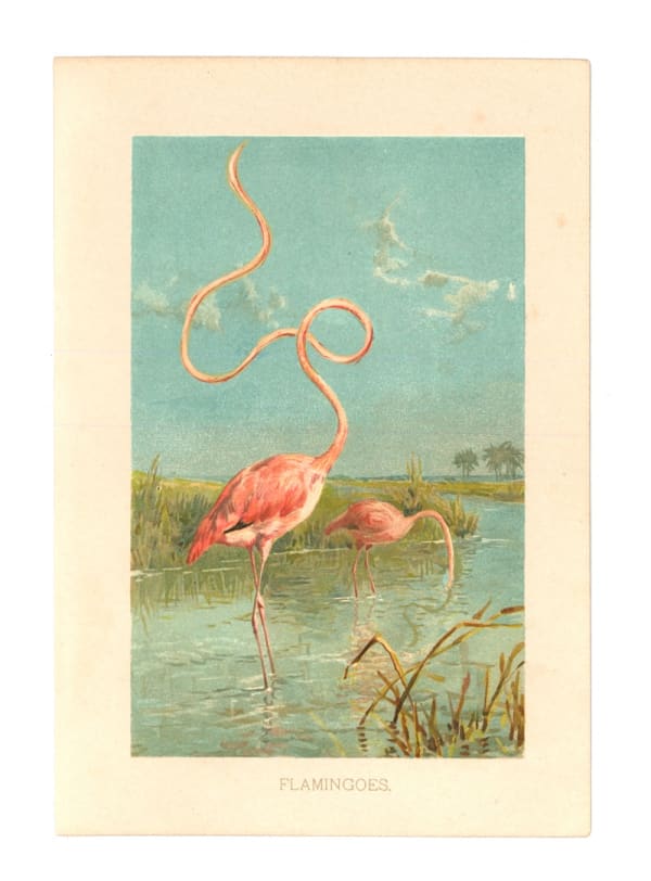 DANIEL HOROWITZ - PHOENICOPTERUS LONGICOLLIS - 2016 - GOUACHE, ANTIQUE LITHOGRAPH - 21 X 14 CM