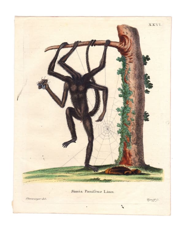 DANIEL HOROWITZ - SIMEA ARANEAFORMIS VAR. ARBOREA - 2016 - GOUACHE, COLLAGE, ANTIQUE LITHOGRAPH - 25 X 20 CM