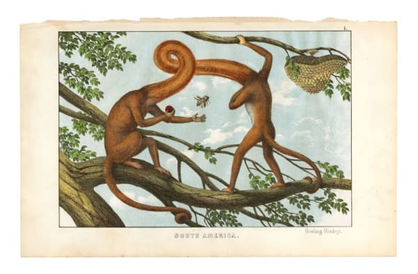 DANIEL HOROWITZ - SIMIA GEMINOIDEA VAR. PARADISIACA - 2016 - GOUACHE, COLLAGE, ANTIQUE LITHOGRAPH - 21 X 33 CM