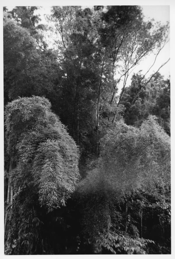 Asako Shimazaki, The Bamboo Forest, 1992
