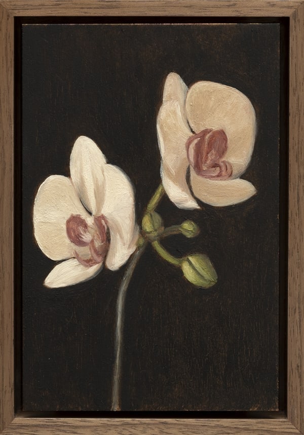 Max Xeno Karnig, Orchids, 2025