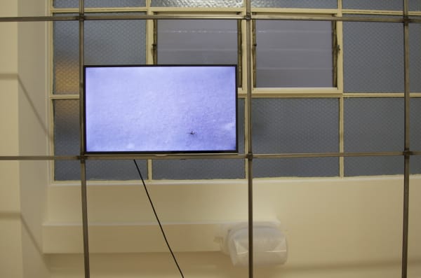 Susan Jacobs, Snow/Spider (free will within certain limitations), 2014 (detail)