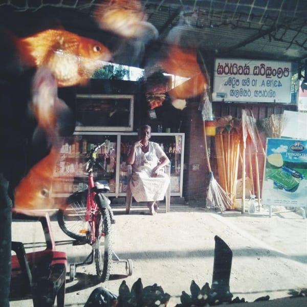 Abdul-Halik Azeez, Goldfish Aunty, 2014