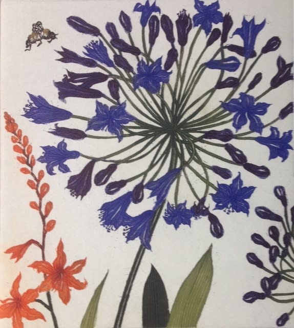 Jean Bardon, Agapanthus Monbretia and A Bee