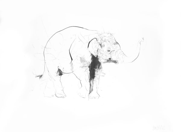 Dave-White-Elephant-II-Manor-Gallery-Exeter-Topsham