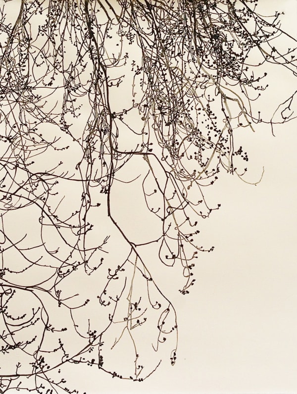 I'll Fly Away 2011 watercolour on paper 65.5 x 50.5 cms