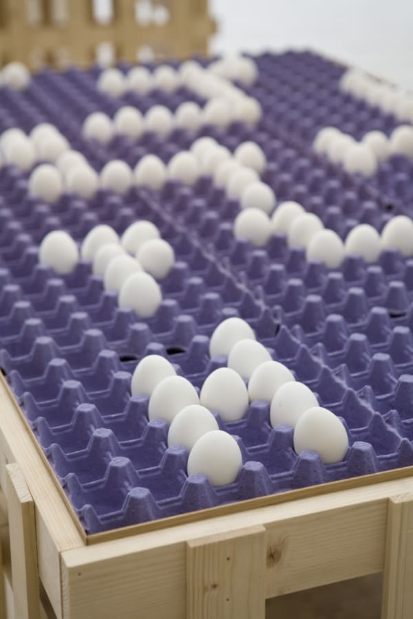 eggs