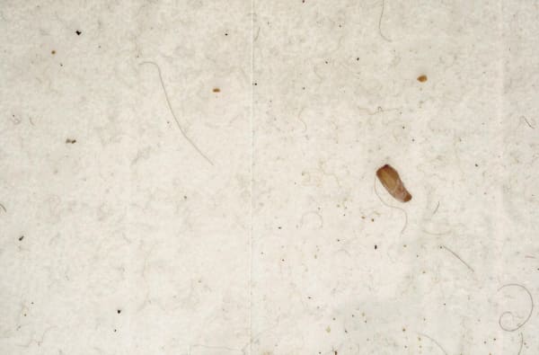 Rivane work of days, dust and dirt under vinyl room installation