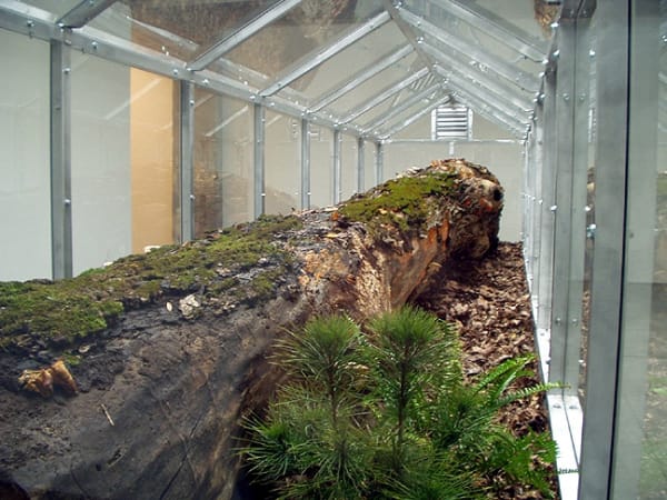 Dion Vivarium - detail of tree