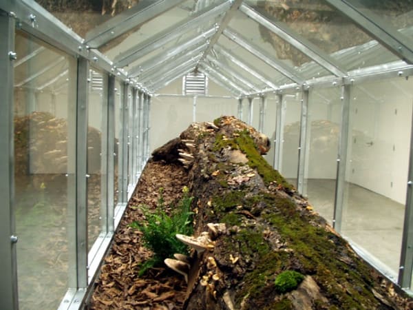 Dion Vivarium - detail of tree