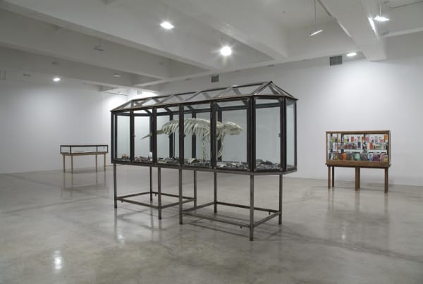 Dion install view with glass cabinets and skeletons
