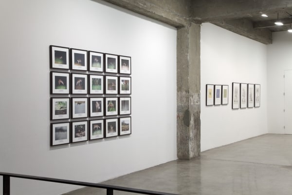 installation view of framed photos