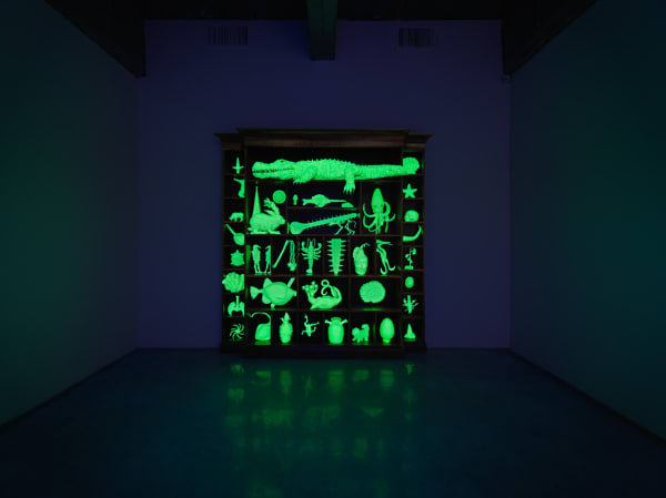 glow in the dark cabinet of animal skeletons