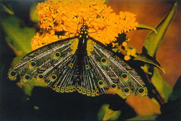 Collishaw butterfly image