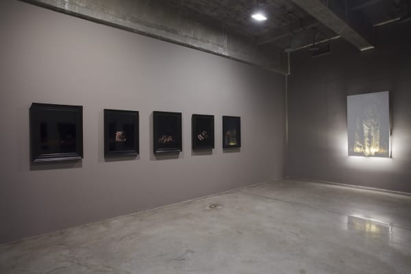 installation view of Collishaw photos