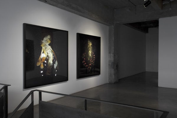 installation view of Collishaw photos
