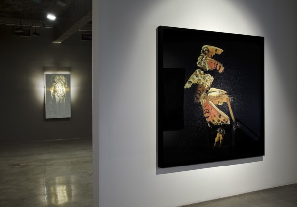 installation view of Collishaw photos