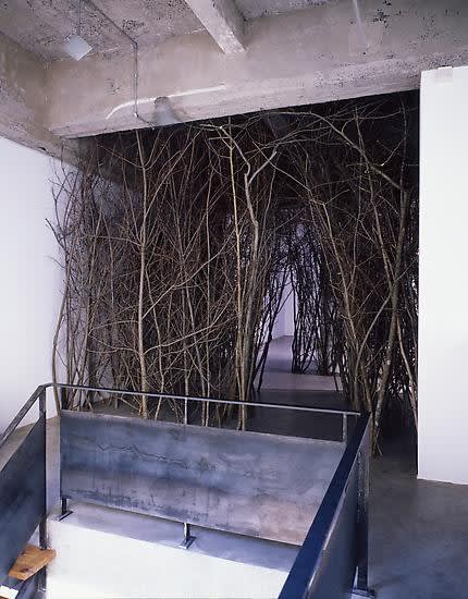 Eliasson tree forest installation