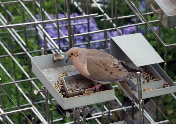 image of a bird eating birdseed