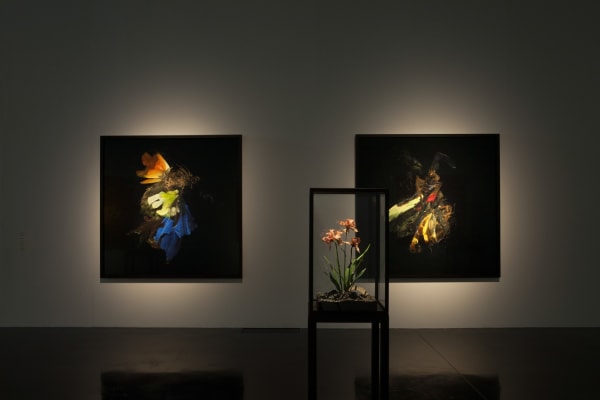 Image of Matt Collishaw photographs and sculptures