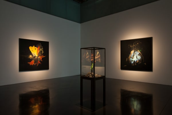 Image of Matt Collishaw photographs and sculptures