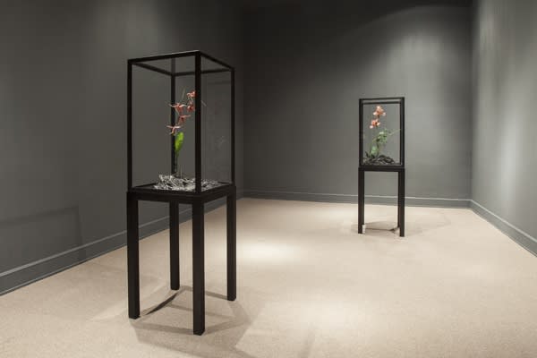 Image of Matt Collishaw sculptures in vitrines