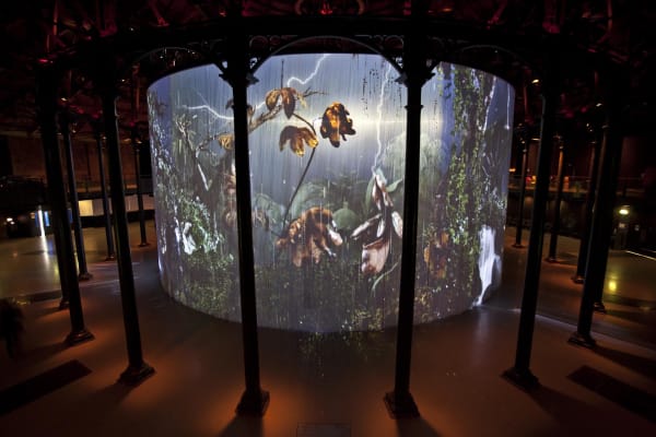 Image of Matt Collishaw video installation