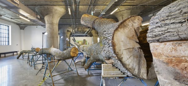 Image of a dead tree inside MOCA Toronto