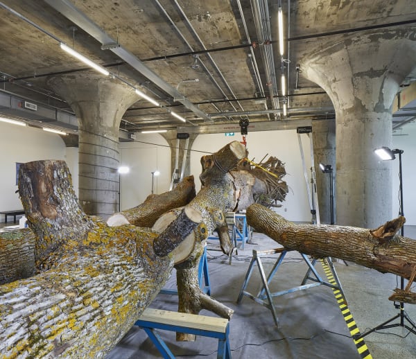Image of a dead tree inside MOCA Toronto