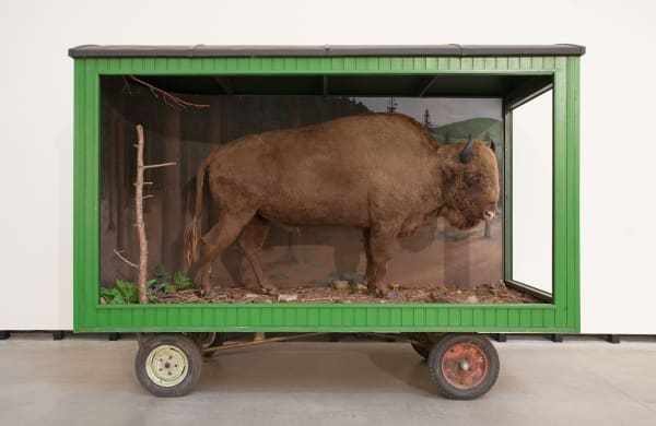 Image of Mark Dion exhibition installation view, large animal