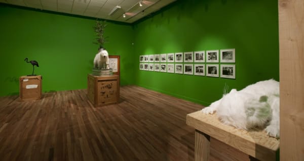 image of Mark Dion installation with animals on crates