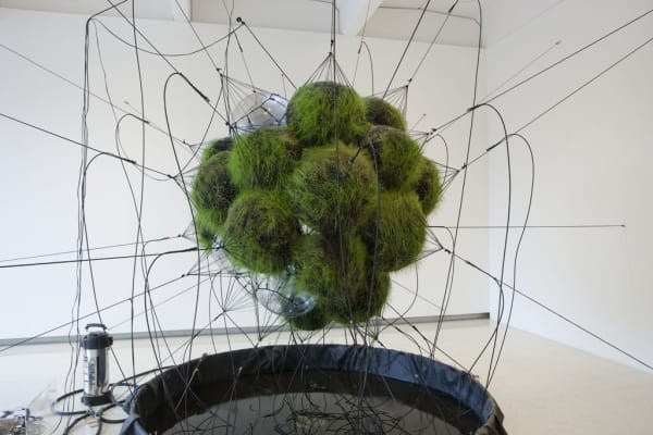 image of Saraceno biosphere growing plants