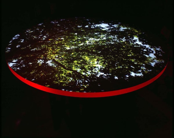 image of skylight with trees